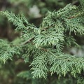 Beautiful green spruce tree branches make a great background  - PhotoDune Item for Sale