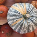 Pumpkins!! - PhotoDune Item for Sale