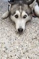 Husky  - PhotoDune Item for Sale