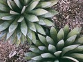 Artistic plants - PhotoDune Item for Sale