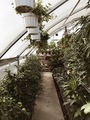 Greenhouse - PhotoDune Item for Sale