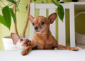 Funny dogs asking for eating at kitchen table  - PhotoDune Item for Sale