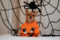 preparing and celebrating Halloween at home with pets dogs with costumes and cobwebs - PhotoDune Item for Sale