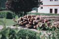 Cut trees in a row.  - PhotoDune Item for Sale