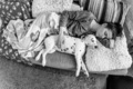 Girl sleep with the dalmatian dog - PhotoDune Item for Sale