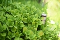 oregano in the rays of the setting sun in the garden - PhotoDune Item for Sale