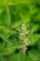 Green spring nettle. - PhotoDune Item for Sale