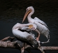 Two pelicans enjoying their tree branch  - PhotoDune Item for Sale
