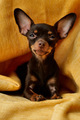 Cute adorable little puppy on yellow background  - PhotoDune Item for Sale