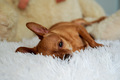 Cute dog sleeping on owner’s bed - PhotoDune Item for Sale