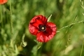 poppy in the meadow close up on a sunny summer day - PhotoDune Item for Sale