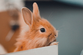 Ginger rabbit, little bunny  - PhotoDune Item for Sale