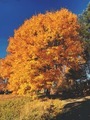 Autumn colours, tree, orange - PhotoDune Item for Sale