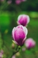 magnolia flowers - PhotoDune Item for Sale