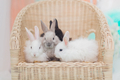 Rabbits, bunny’s  - PhotoDune Item for Sale