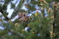 Squirrel on a pine tree  - PhotoDune Item for Sale