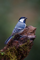 Cinerous tit  - PhotoDune Item for Sale