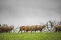 Following sheep in a green field with dark clouds. - PhotoDune Item for Sale