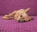 Cutest muzzle of a little dog on a purple background  - PhotoDune Item for Sale