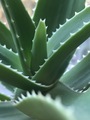 Green Aloe vera plant zoomed in, alternative herbal treatment for skin - PhotoDune Item for Sale