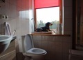 Dog is sitting in the window of the bathroom, between the toilet paper. - PhotoDune Item for Sale