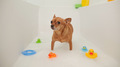 Cute dog baths with colourful toys - PhotoDune Item for Sale