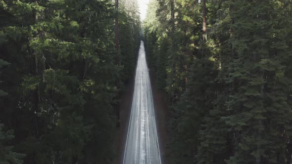 Aerial of a long straight road through a lush and dense evergreen forest