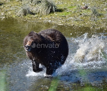 ater as she runs towards us on Admiralty Island near Juneau Alaska. Wildlife. Nature. The final frontier. Wilderness.Grizzly running across Pack Creek. nominated
