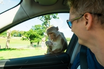 ls, monkey, background, car, food, fruit, face, animal, macaques, mammal, primate, tropical, vacation, vehicle, windows, macaque, looking, macaca, cute, closeup, crab-eating, long-tailed, creature, feeding, hold, sit, view, wild, side, park, eating, summer, nature, jungle, outdoors, funny, apple, adventure, dangerous, no feeding, car window, copy space, man, visitor, emotion