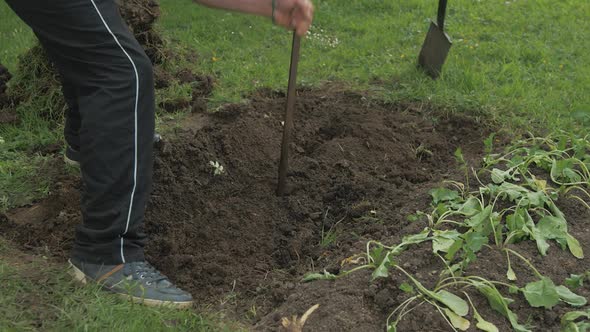 Using crowbar digging trench for natural fertilizer gardening