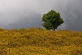Colorful nature - PhotoDune Item for Sale