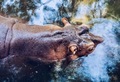 Wild animals - PhotoDune Item for Sale