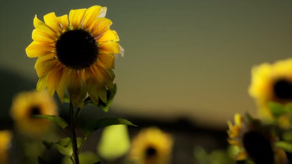 Sunflower Field on a Warm Summer Evening