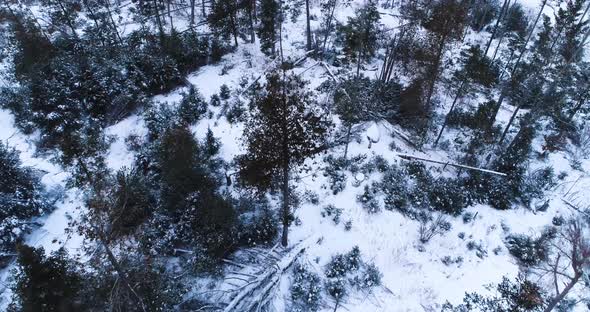 Aerial view of a forest with wildlife