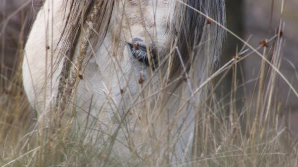 White horse tied with a rope grazing dry herb. Domesticated horse eating on the meadow.