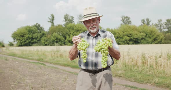 The Farmer in Hat and Glasses Holds Branches of Grapes Looks at Sky and Smiles