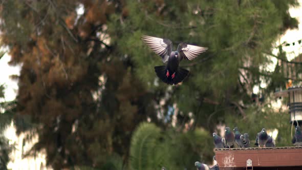 City Pigeons Flying In The Park In Slow Motion 2