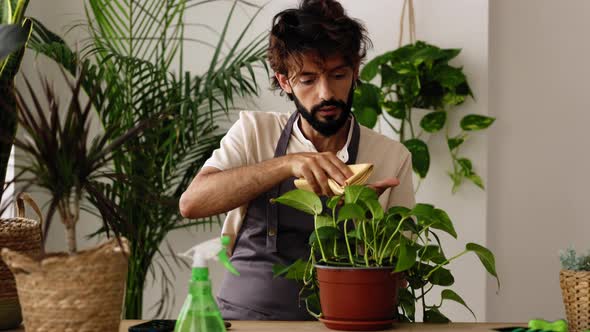 Small Business Owner Man of Plant Shop Cleaning a Pothos Plant in Workplace