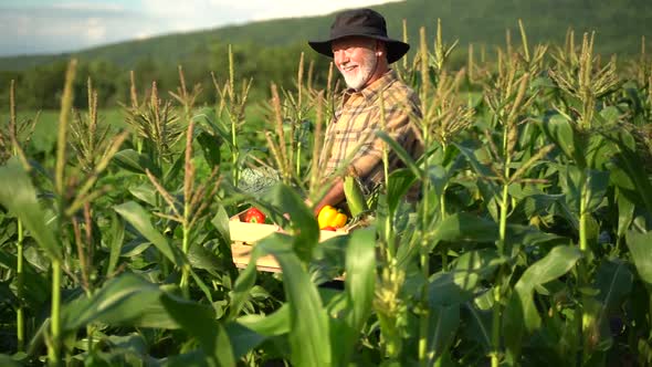 Slow motion closeup of farmer carrying basket of freshly picked vegetables through corn field at sun