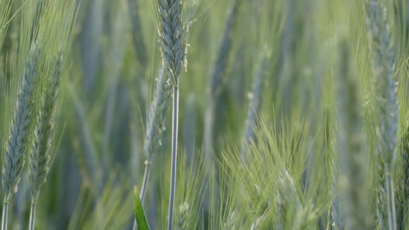 Close up shot of a barley ear in a green field. The camera tilts up.