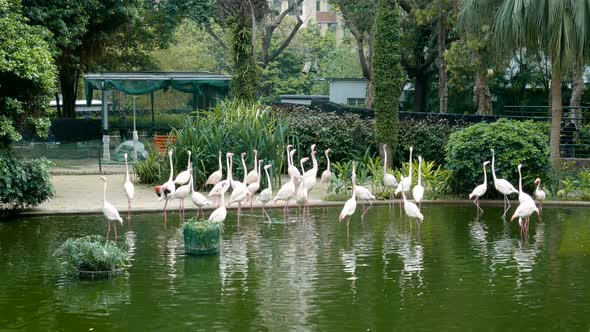 Flamingos in park