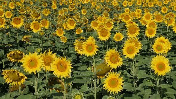 Swinging of  sunflower Helianthus annuus heads in the field 4K footage