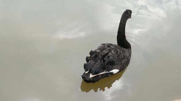 Swan Swimming in River