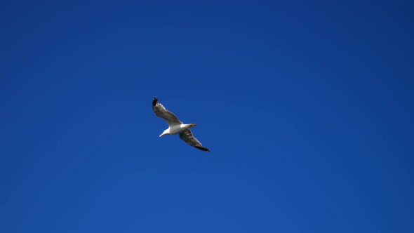 Seagull 2K