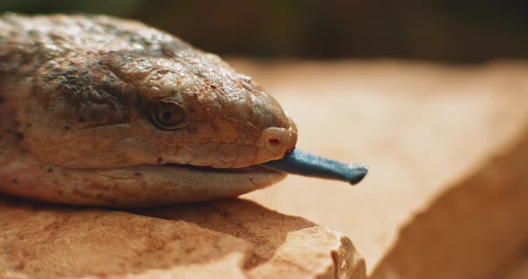 Blue-tongued lizard,also known as blue-tongued skink, sticking out its tongue