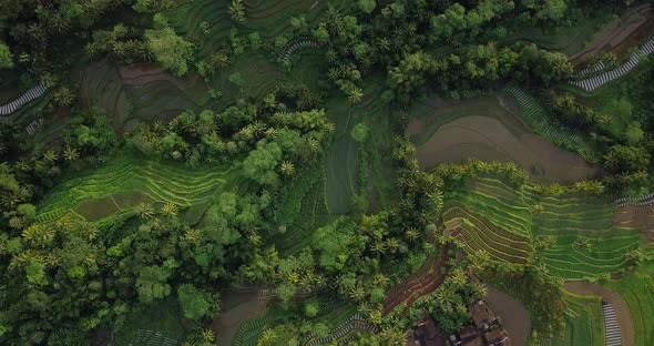 aerial top down shot showing pattern of grass and plants on tropical plantation with rice fields in