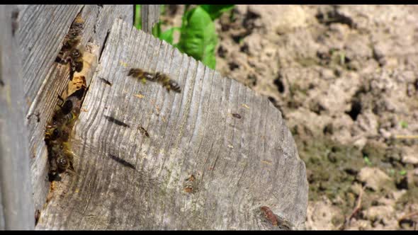 Bees Working on Beehive Macro