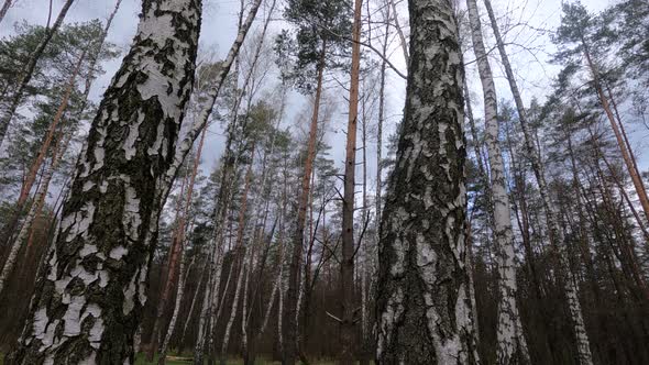 Birch Forest with Birches in the Afternoon