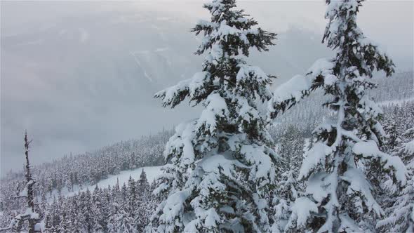 Snowy Forest on Top of the Mountains in Winter During Snow Fall
