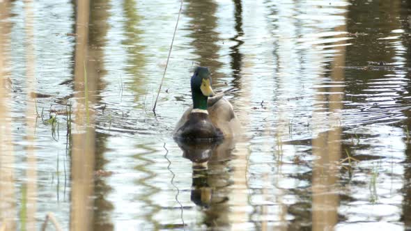 Male Mallard Duck Swimming In The River To Forage Food. - close up